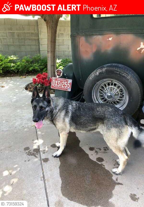 Lost Male Dog last seen Bethany Home and Seventh Aves., Phoenix, AZ 85013