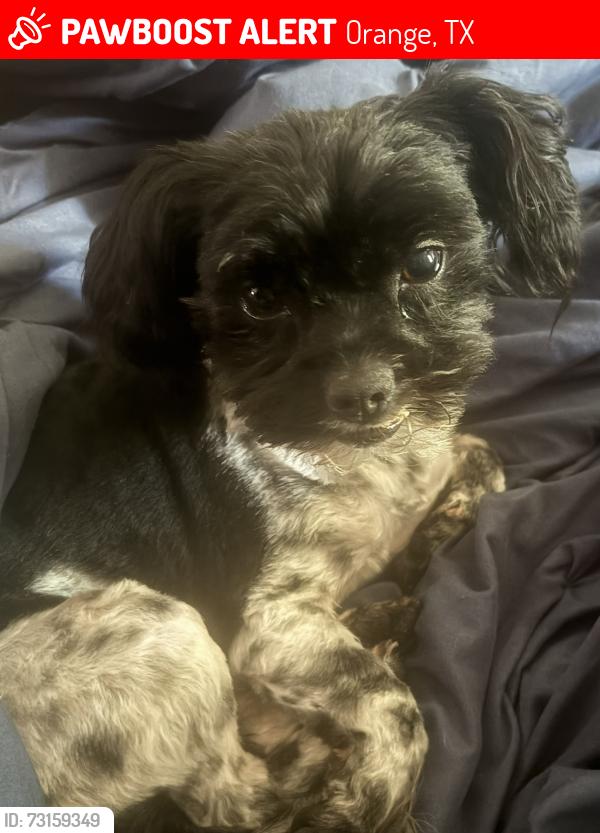 Lost Female Dog last seen Ellis st, Orange, TX 77632