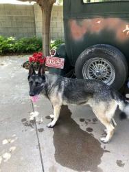 Lost Male Dog last seen Bethany Home and Seventh Aves., Phoenix, AZ 85013