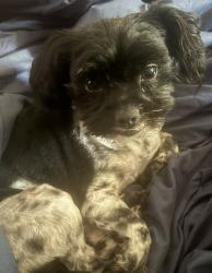 Lost Female Dog last seen Ellis st, Orange, TX 77632