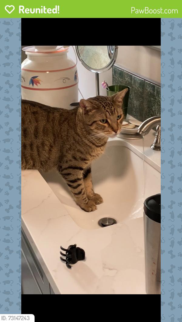 Reunited Male Cat last seen Hermes and Jason, Encinitas, CA 92024