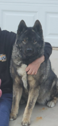 Lost Female Dog last seen Sheridan-Arizona Ave, Lakewood, CO 80232