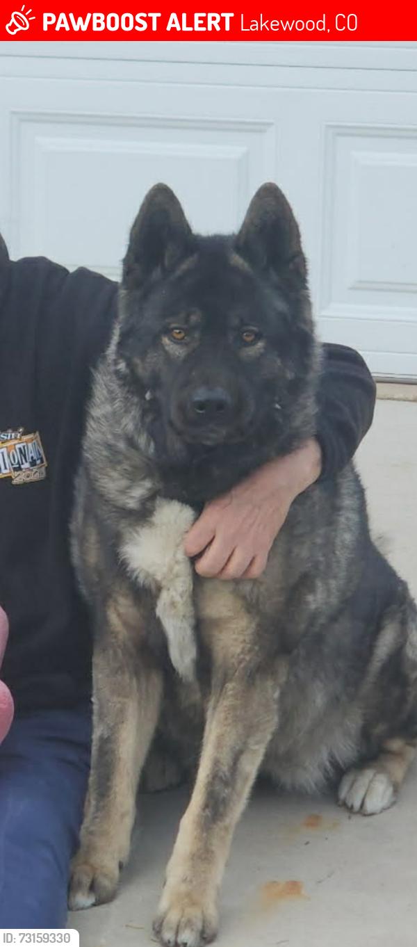 Lost Female Dog last seen Sheridan-Arizona Ave, Lakewood, CO 80232
