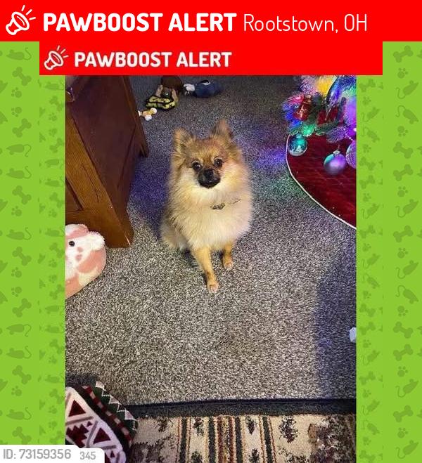 Lost Male Dog last seen State Route 5 and Sandy Lake Road in Rootstown, Rootstown, OH 44272