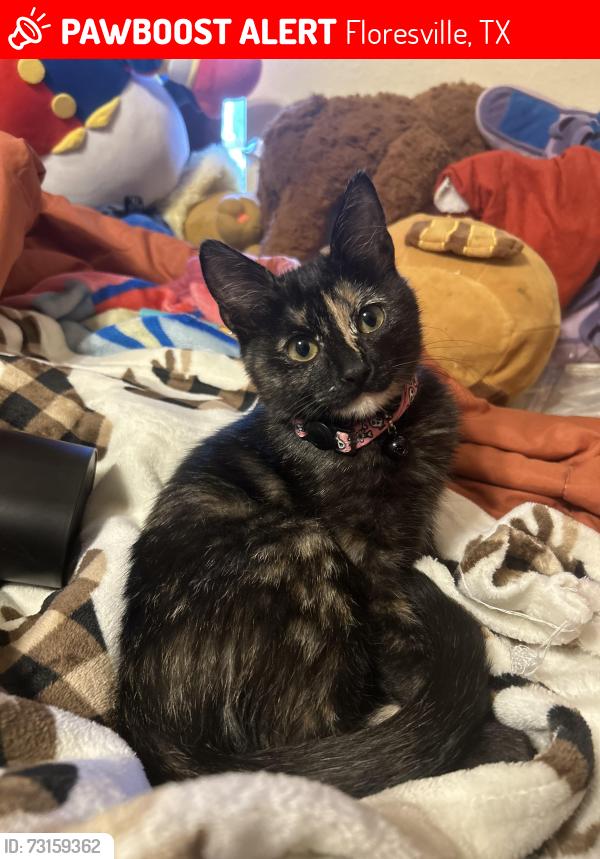 Lost Female Cat last seen floresville square apartments, Floresville, TX 78114