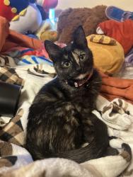 Lost Female Cat last seen floresville square apartments, Floresville, TX 78114
