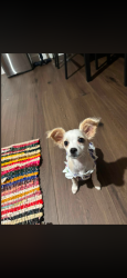 Lost Female Dog last seen S 7th street, Temple, TX 76504
