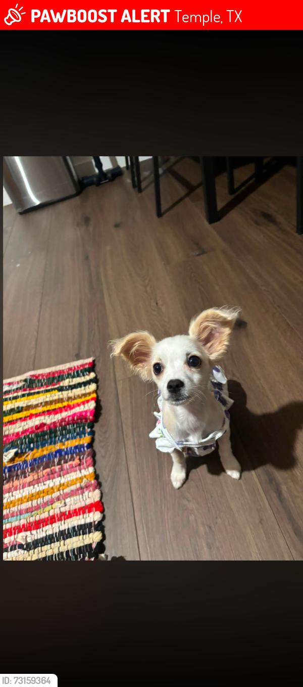 Lost Female Dog last seen S 7th street, Temple, TX 76504