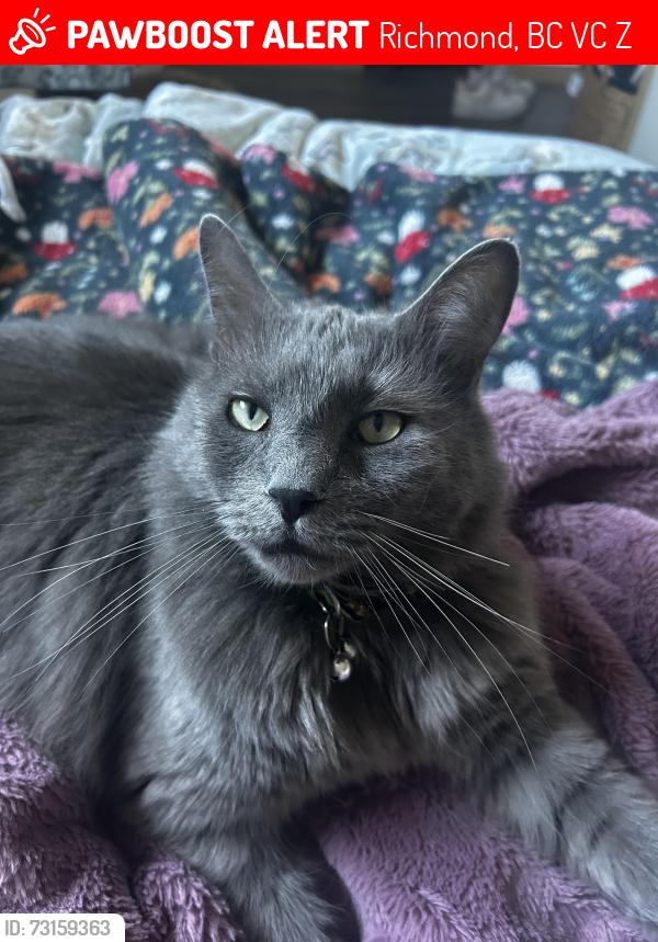 Lost Male Cat last seen Seafair, Richmond, BC V7C 3Z1