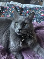 Lost Male Cat last seen Seafair, Richmond, BC V7C 3Z1