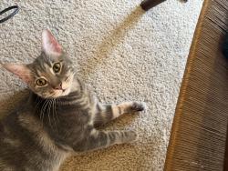 Reunited Male Cat last seen Yorktown & Westheimer, Houston, TX 77056
