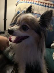 Reunited Female Dog last seen W Carters Valley Rd, Kingsport, TN, USA, Kingsport, TN 37665