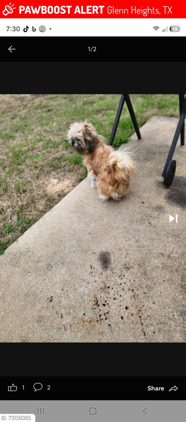 Lost Female Dog last seen Godwin and Carrington, Glenn Heights, TX 75154