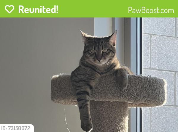 Reunited Female Cat last seen Chain Bridge and BLAKE LANE / Oak Manor, Oakton, VA 22124