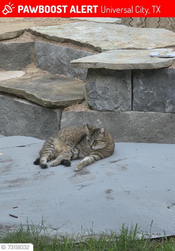 Lost Female Cat last seen Athenian & Hercules, Universal City, TX 78148