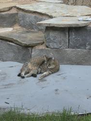 Lost Female Cat last seen Athenian & Hercules, Universal City, TX 78148