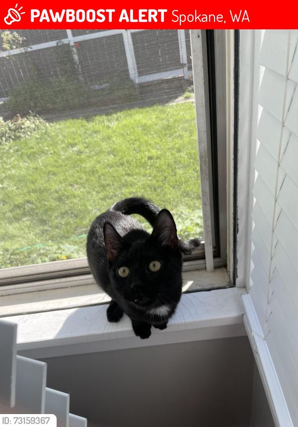 Lost Female Cat last seen Nomnom gas station, Spokane, WA 99204