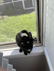 Lost Female Cat last seen Nomnom gas station, Spokane, WA 99204