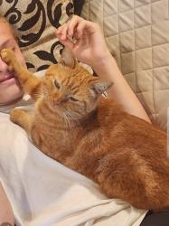 Lost Male Cat last seen Near olentangy berlin middle school, Delaware, OH 43015
