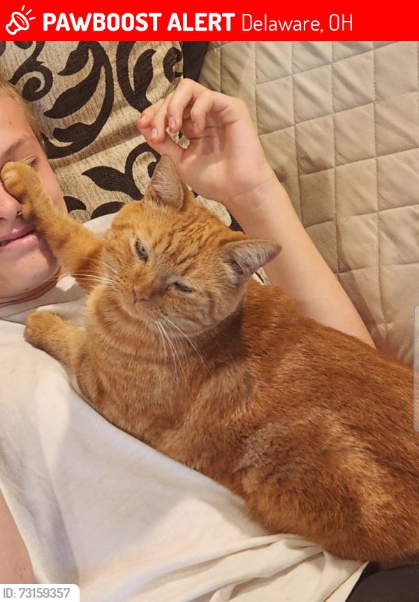 Lost Male Cat last seen Near olentangy berlin middle school, Delaware, OH 43015
