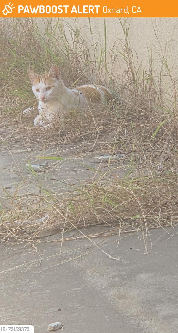 Found/Stray Unknown Cat last seen Ivywood, Oxnard, CA 93030