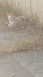 Found/Stray Unknown Cat last seen Ivywood, Oxnard, CA 93030