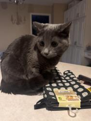 Lost Female Cat last seen Wolf willow rd, Эдмонтон, AB T5T 1E4