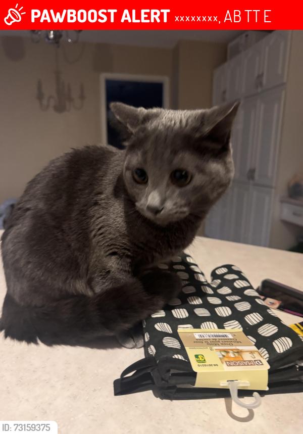 Lost Female Cat last seen Wolf willow rd, Эдмонтон, AB T5T 1E4
