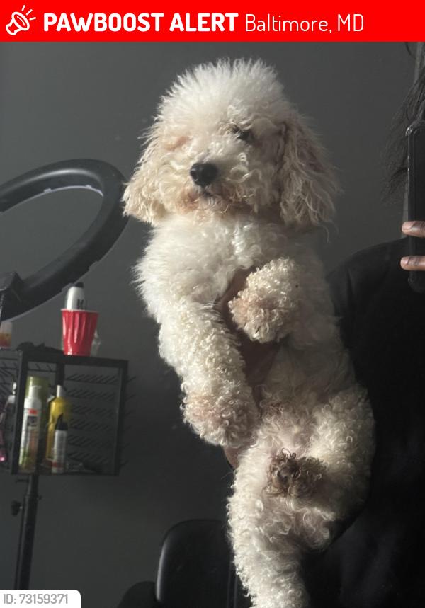 Lost Female Dog last seen Cedonia Avenue and radecke, Baltimore, MD 21206
