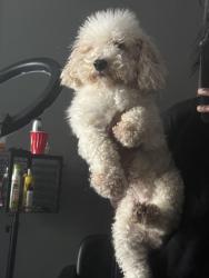 Lost Female Dog last seen Cedonia Avenue and radecke, Baltimore, MD 21206