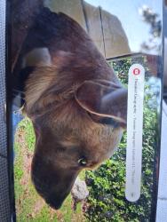 Lost Male Dog last seen Seal beach blvd, Seal Beach, CA 90803