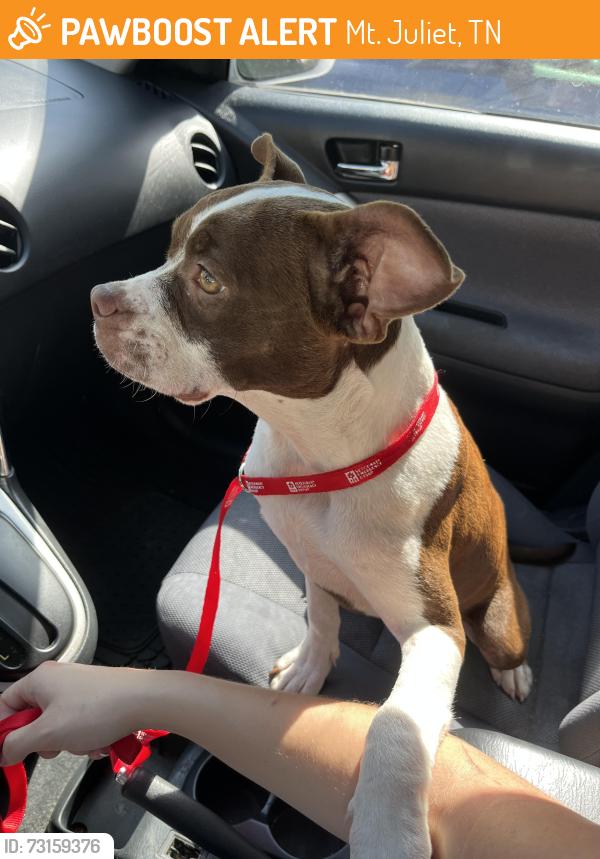 Found/Stray Female Dog last seen Front Yard of 208 Hickory Trace, Mt Juliet, Mt. Juliet, TN 37122