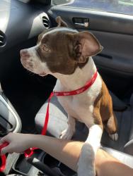 Found/Stray Female Dog last seen Front Yard of 208 Hickory Trace, Mt Juliet, Mt. Juliet, TN 37122