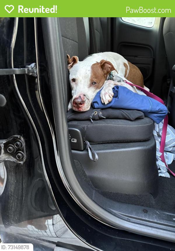 Reunited Unknown Dog last seen Highway 53, Nix Rd, GA 30534