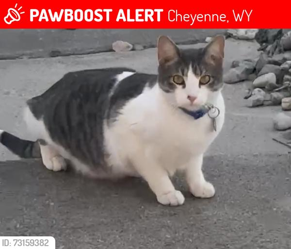 Lost Male Cat last seen Carey Ave, Cheyenne, WY 82001