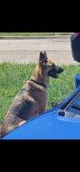 Lost Female Dog last seen Bosque blvd, Waco, TX 76707