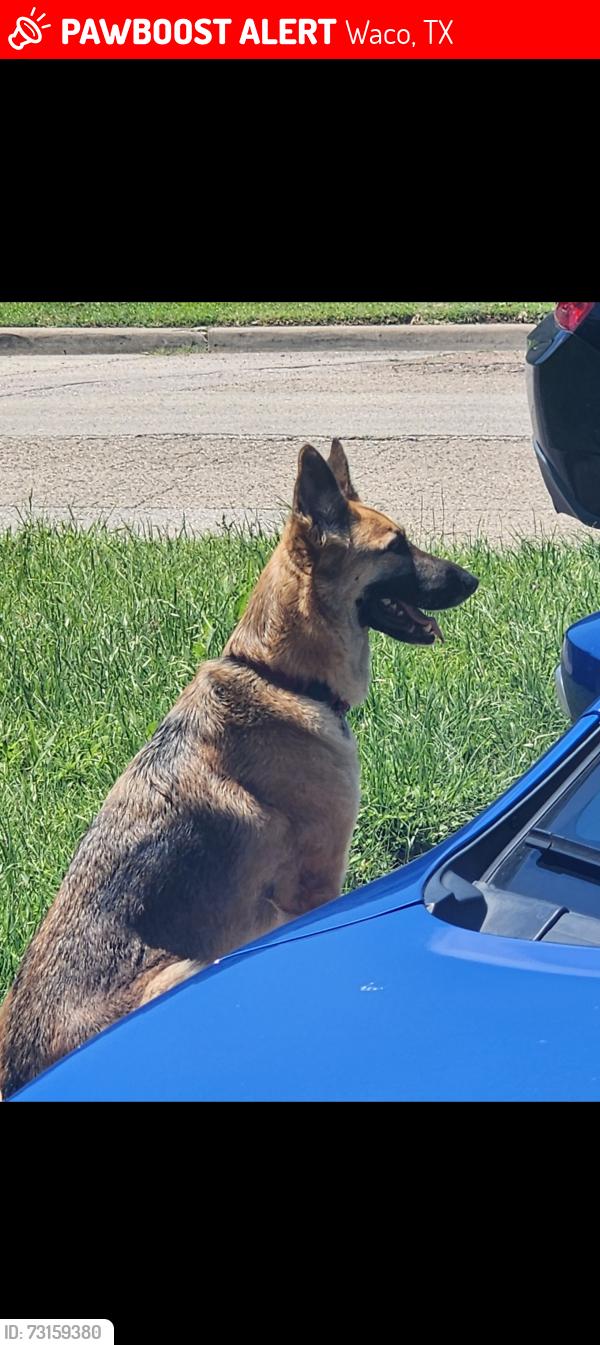 Lost Female Dog last seen Bosque blvd, Waco, TX 76707