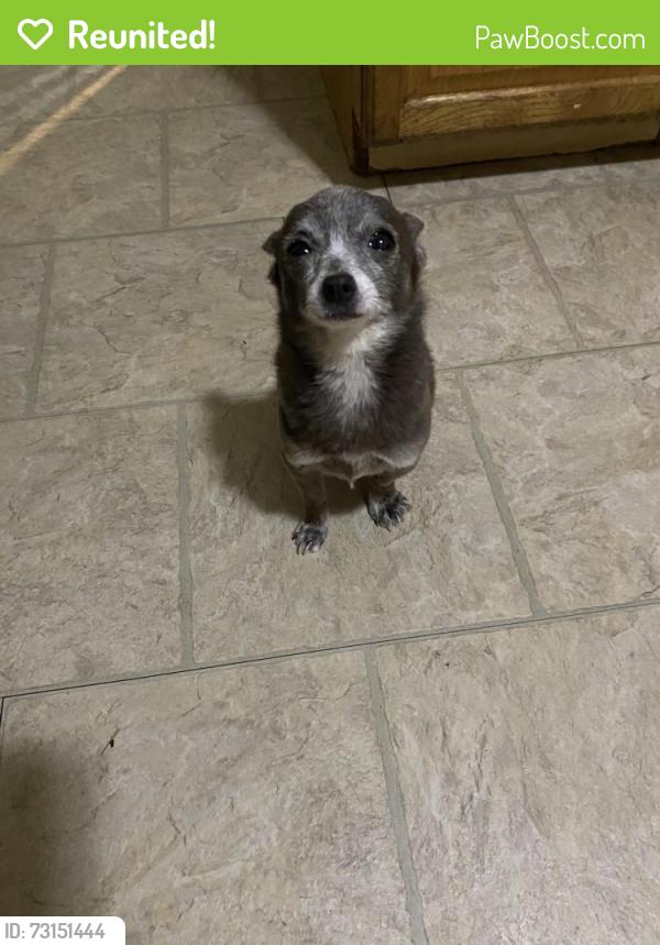 Reunited Male Dog last seen South Whitney st, Hartford, CT 06105