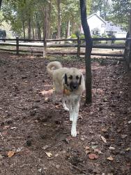 Reunited Male Dog last seen Creekridge Dr Neighborhood/ Red oak/ N old carriage rd, Rocky Mount, NC 27804