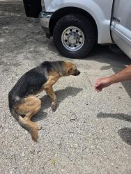 Found/Stray Female Dog last seen Pritchards, Quinlan, TX 75474