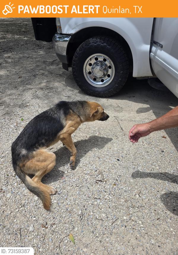 Found/Stray Female Dog last seen Pritchards, Quinlan, TX 75474