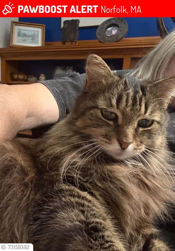 Lost Male Cat last seen Fleetwood Drive and Rockwood Rd, Norfolk, MA 02056