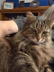 Lost Male Cat last seen Fleetwood Drive and Rockwood Rd, Norfolk, MA 02056