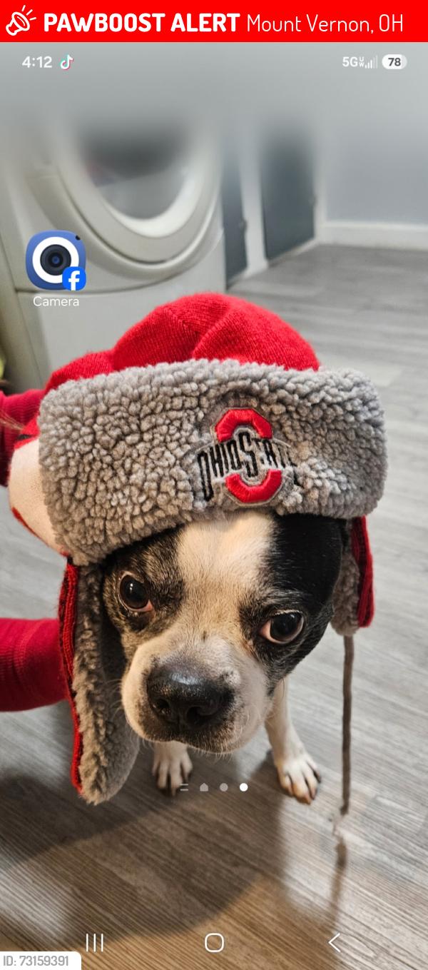 Lost Male Dog last seen Fairmont st and ames st, Mount Vernon, OH 43050