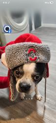 Lost Male Dog last seen Fairmont st and ames st, Mount Vernon, OH 43050