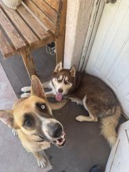Reunited Unknown Dog last seen Near W Gardenia Ave, Glendale, AZ 85301, USA, Glendale, AZ 85301