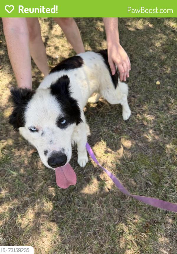 Reunited Male Dog last seen Airport Rd. and Dexter Pl., Monroe, NC 28110