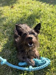 Lost Male Dog last seen Bellevue Park, Los Angeles, CA 90026