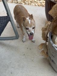 Found/Stray Male Dog last seen Bagdad, Leander, TX 78641
