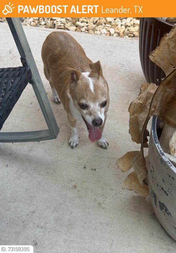 Found/Stray Male Dog last seen Bagdad, Leander, TX 78641
